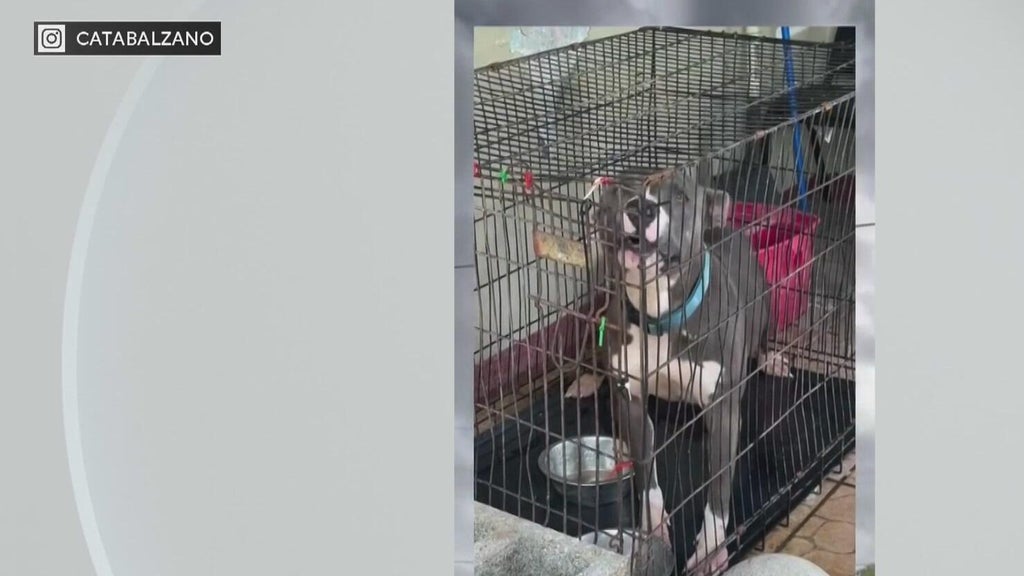 Miami-Dade Animal Services issues new warning after viral dog neglect posts — CBS Miami, Weston Community news