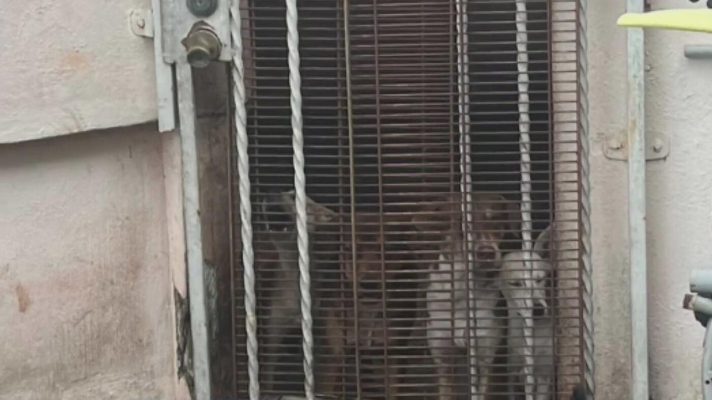 Miami Beach man arrested after 19 dogs, elderly woman found living in deplorable conditions, police say — Weston Real Estate news