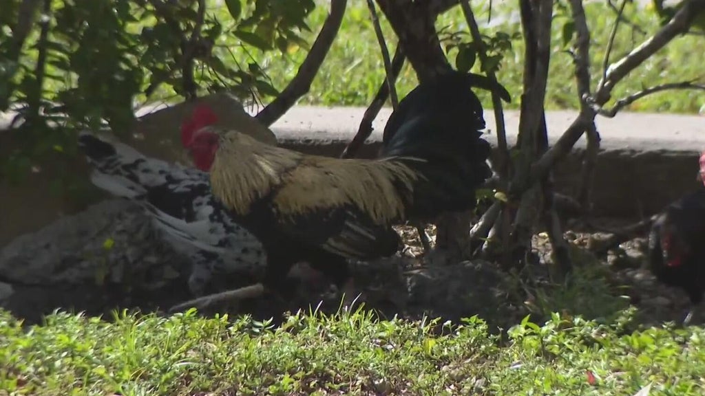 Hialeah doctor alarmed, calling for investigation after dead chickens found outside medical office building — Weston Real Estate news