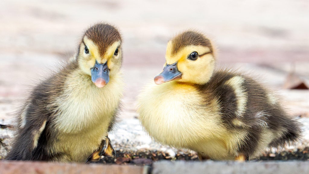 Florida woman intentionally ran over, killed 11 ducklings for making "mess in her yard," sheriff's office says — CBS Miami, Weston Community news