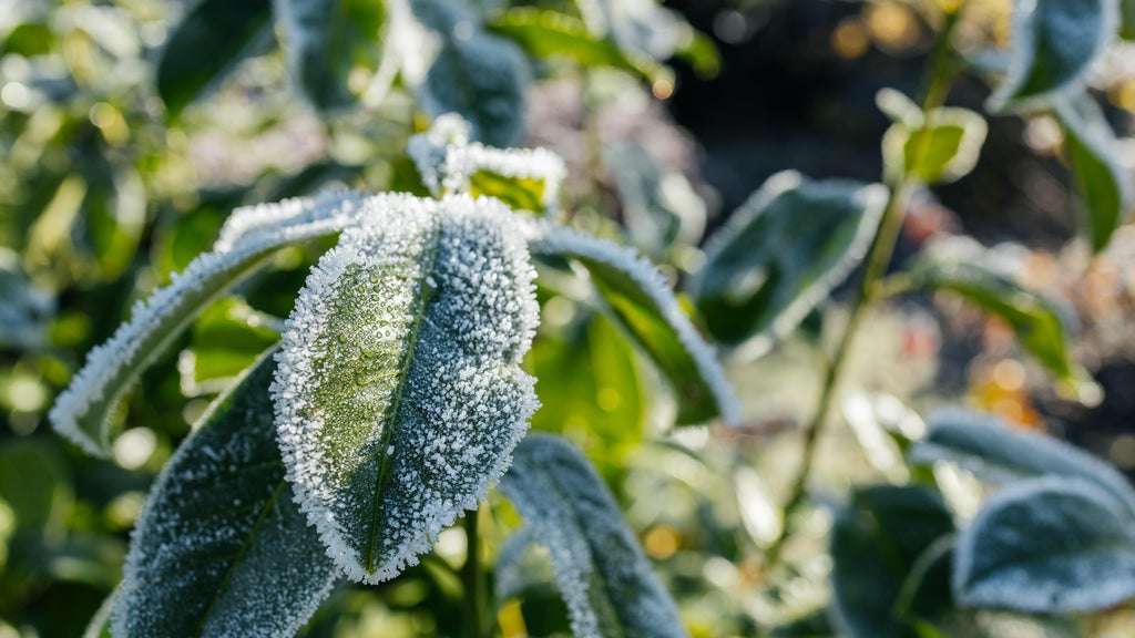 The first frost of the season is expected Saturday. Here's how to prepare your garden — WCCO / CBS Minnesota, Weston Sports news