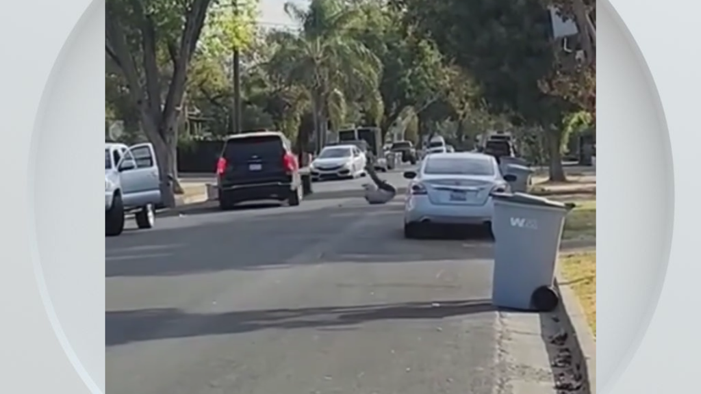 Federal immigration vehicle hits pedestrian in Woodland, police say — CBS Bay Area (KPIX), Weston Health news