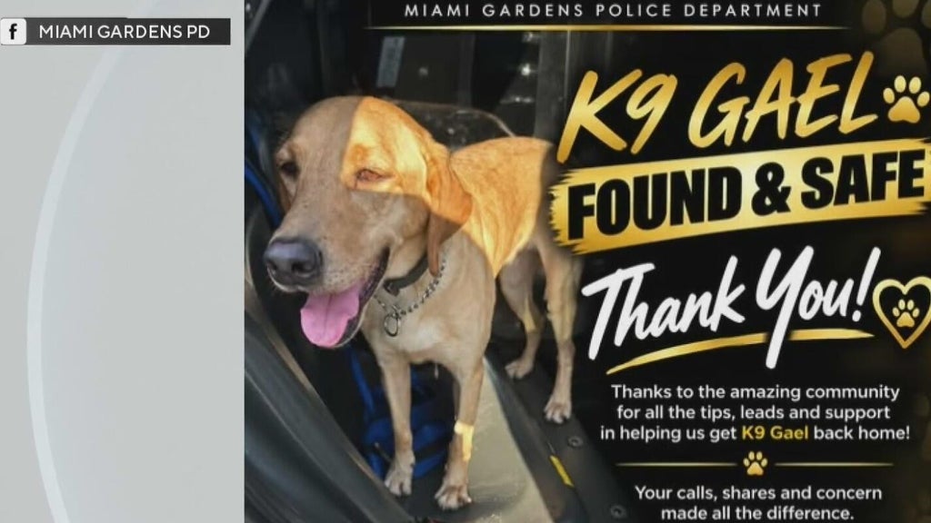 Missing Miami Gardens Police K-9 found safe in Hollywood after search — CBS Miami, Weston Community news