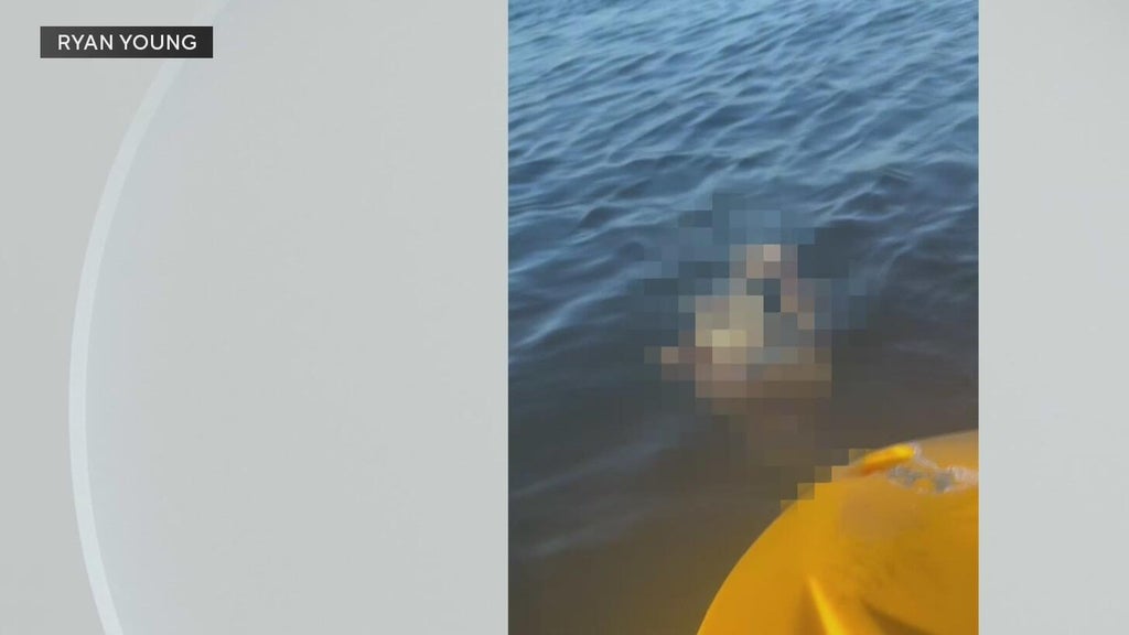 Police investigate after a dog was found underwater tied to cinder blocks in Miami — CBS Miami, Weston Government news