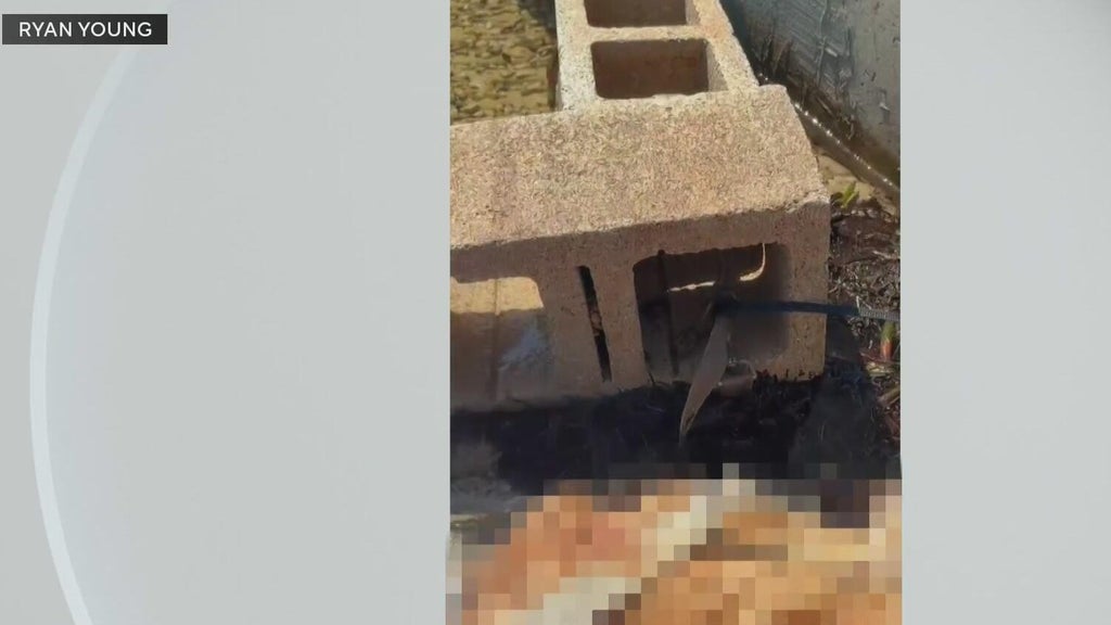 Outrage grows after dog found dead underwater tied to cinder blocks in Miami — CBS Miami, Weston Government news