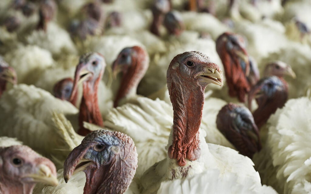 Bird flu detected in Iowa commercial flock for first time in nearly a year — Weston Health news